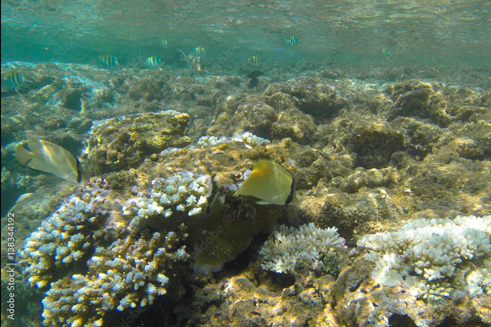 Fototapeta premium tropical coral reef