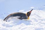 雪の上を滑るキングペンギン