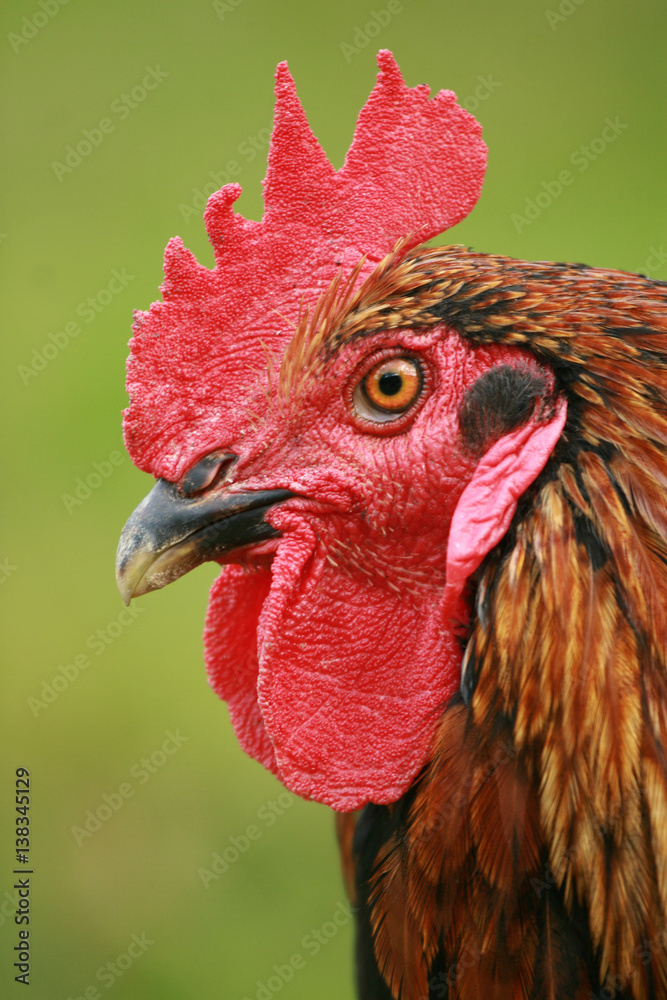 Red Black Rooster. Cock, symbol of New 2017 - according to Chinese calendar Year fiery.