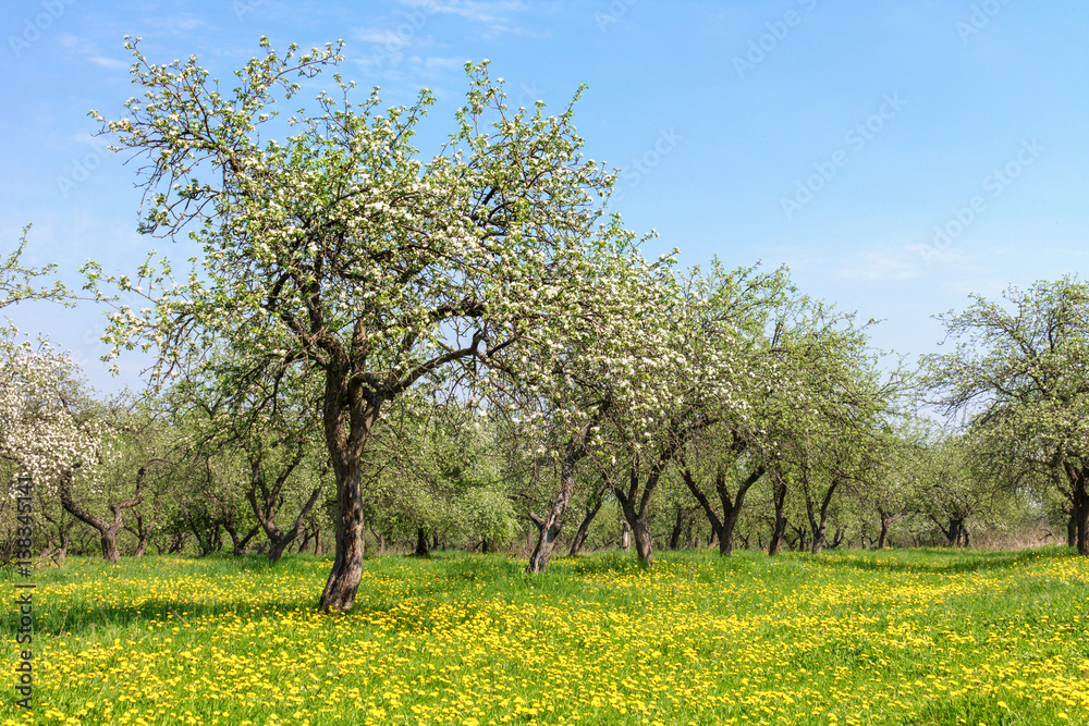 spring flowering tree on the dandelion field in spring. spring flowering tree on the dandelion field in spring.