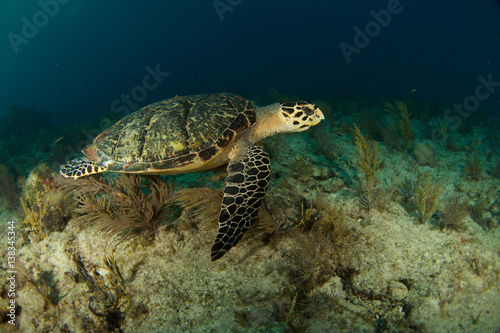 HawksBill Turtle In Florida Keys