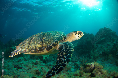 HawksBill Turtle In Florida Keys