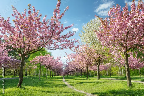 Obraz Japońskie kwiaty wiśni