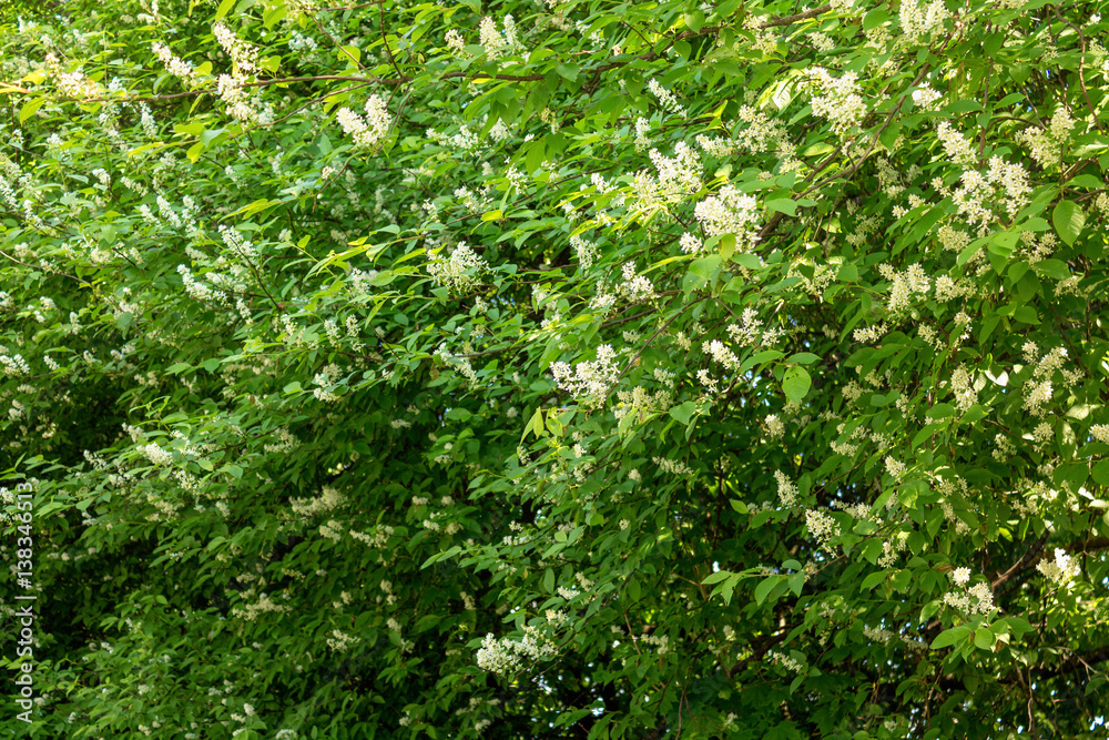 White bird cherry in the spring. background. White bird cherry in the spring. background.