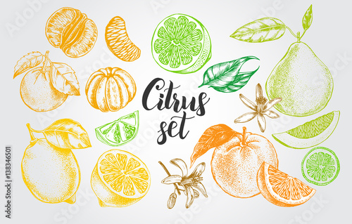 Foto nk hand drawn set of different kinds of citrus fruits