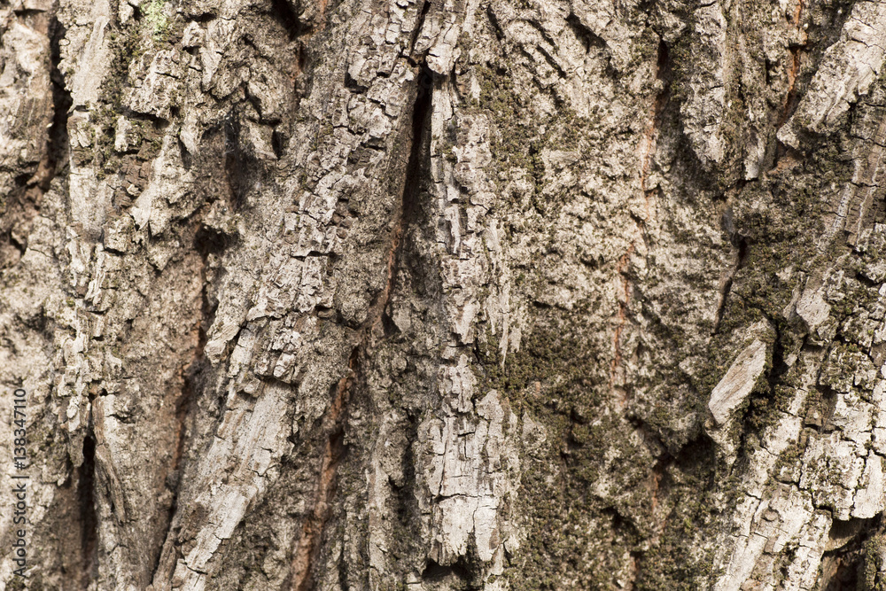 Obraz premium tree peel macro close up texture