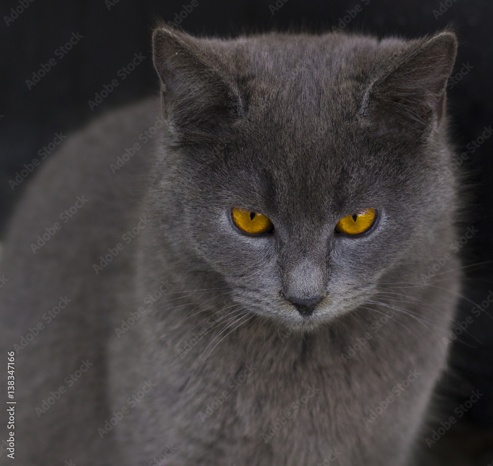 Gray cat with yellow eyes. Cat eyes closeup