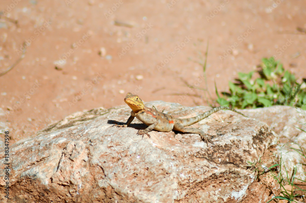 Lizard of all colors on a trunk in a garden