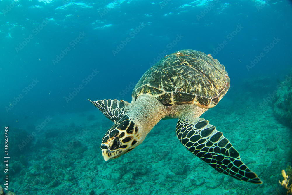 Obraz premium HawksBill Turtle In Florida Keys