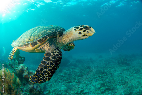Fototapeta Naklejka Na Ścianę i Meble -  HawksBill Turtle In Florida Keys