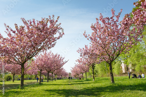 Japanese cherry blossoms