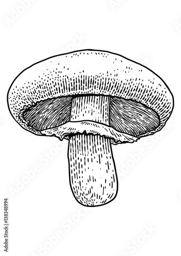 Champignon mushroom  illustration, drawing, engraving, vector, line