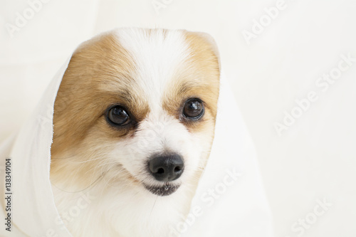 cute white and brown color Pomeranian dog under white cotton © ijasper