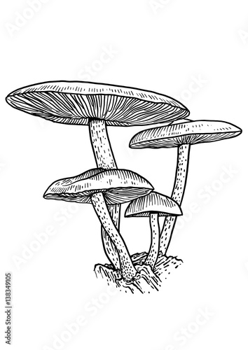 Group of mushroom illustration, drawing, engraving, vector, line