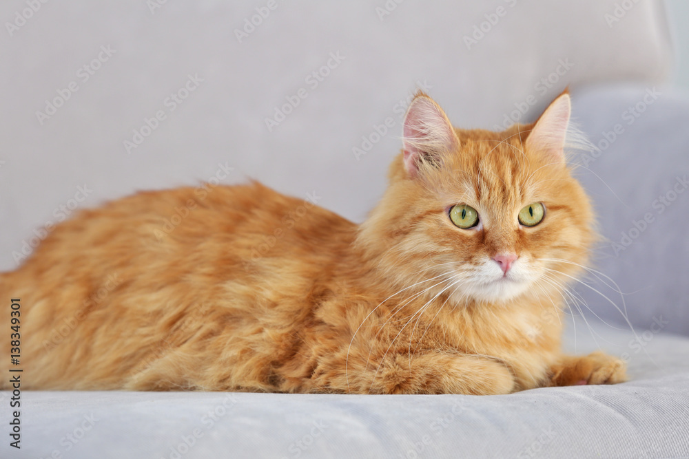 Red fluffy cat lying on sofa in room
