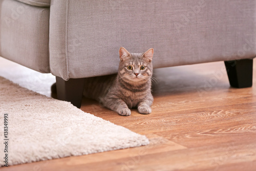 Fototapeta Naklejka Na Ścianę i Meble -  Grey tabby cat lying on floor under armchair