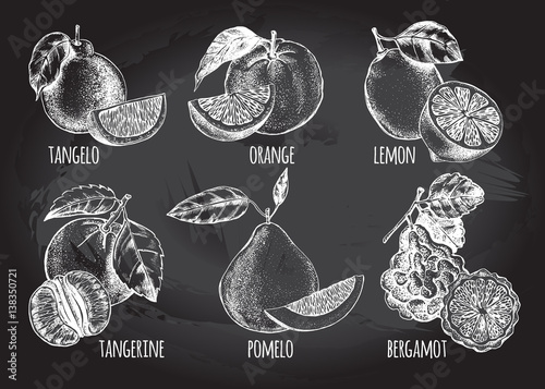 Ink hand drawn set of different kinds of citrus fruits - tangelo, orange, lemon, tangerine, pomelo, bergamot. Food elements collection for design, Vector illustration.
