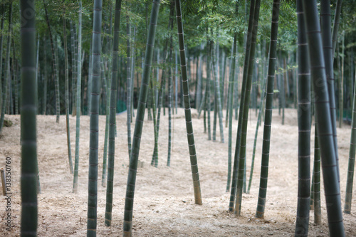 Shady bamboo grove with a long vertical stems and dense foliage