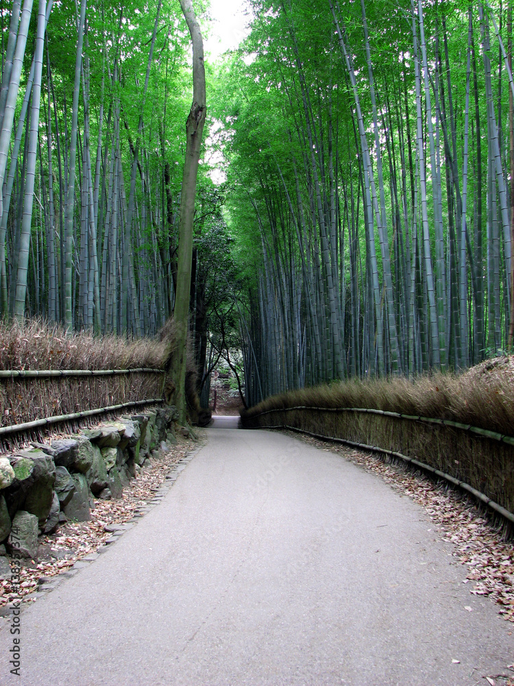 Fototapeta premium 竹林の道