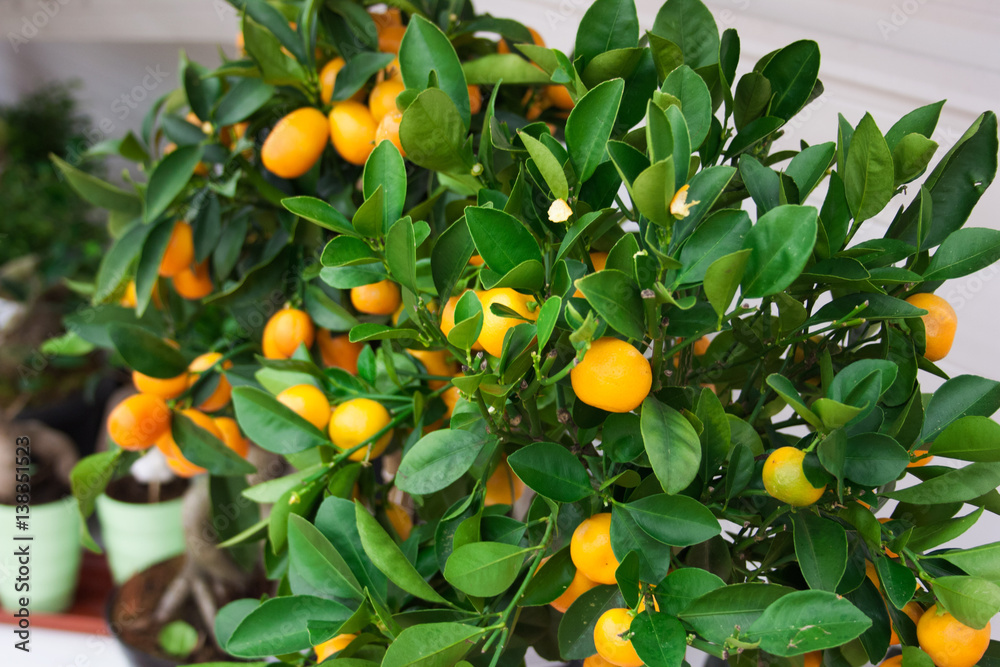 kumquat fruit on the shelves of the flower shop