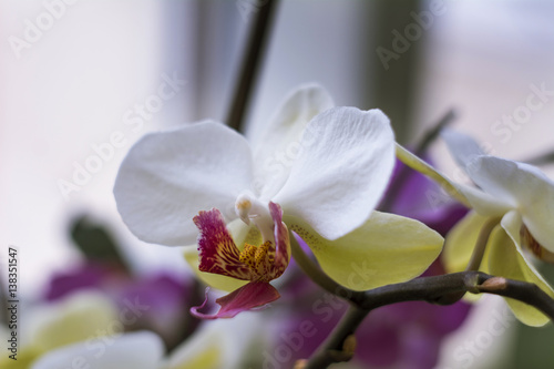 Flowering branch of beautiful white orchid flower with yellow center isolated close-up macro. Beautiful flower on the window.