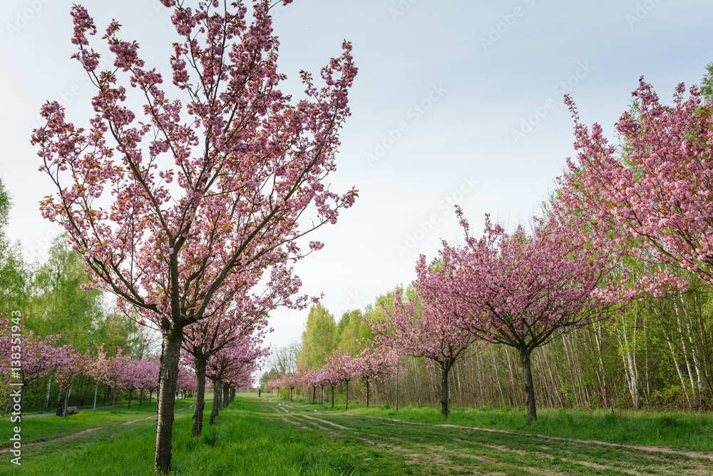 Naklejka premium Japanese cherry blossoms