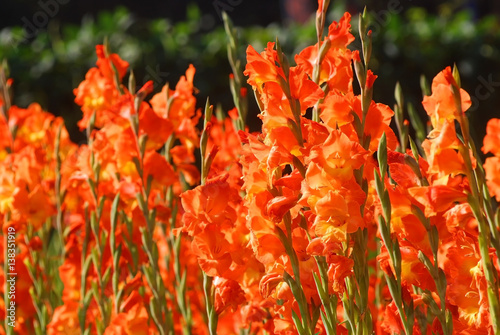 Orange color canna lily photo