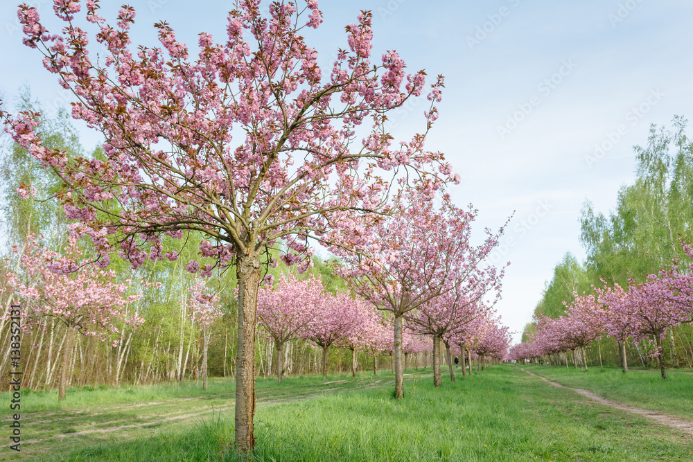 Fototapeta premium Japanese cherry blossoms