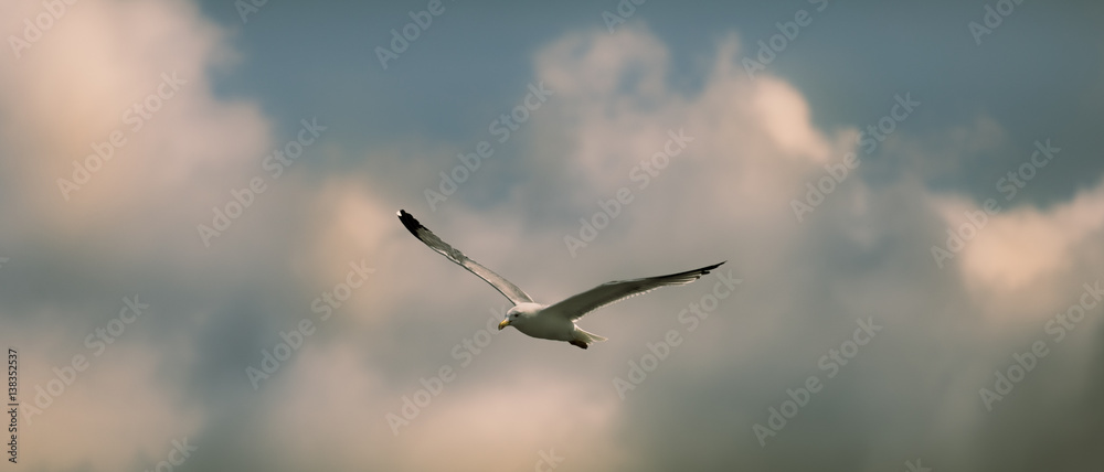 seagull in flight