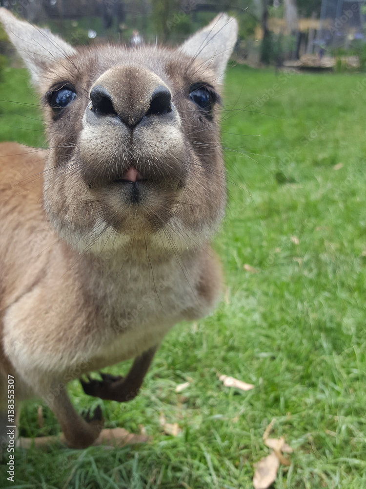 Funny kangaroo Stock Photo | Adobe Stock