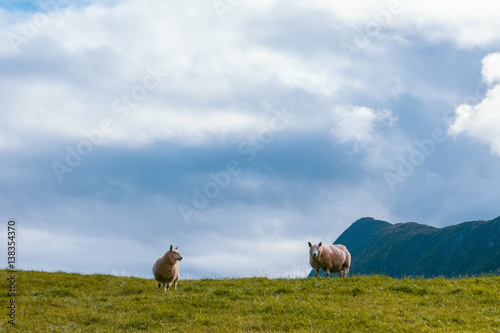 Two sheep in summer Scandinavia