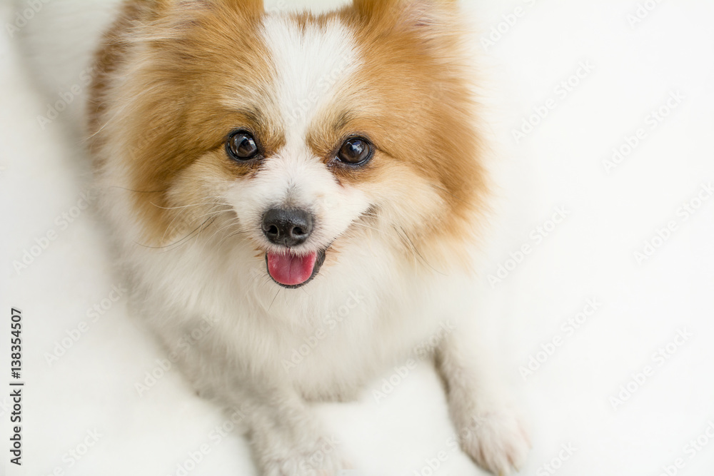 cute white and brown color Pomeranian dog