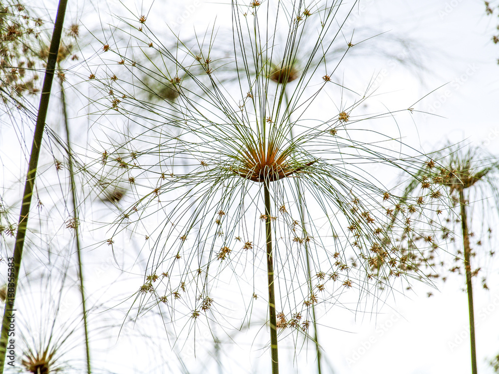 Botanical garden, papyrus plant, Portugal, Madeira, Funchal