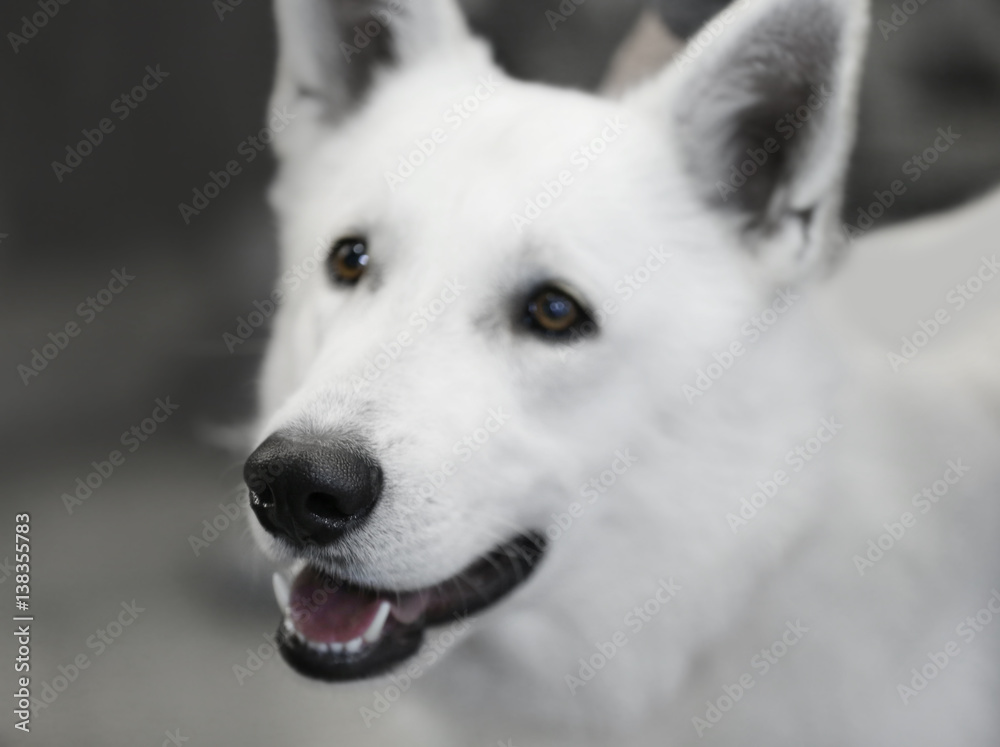 Portrait of beautiful white dog on blurred background, closeup