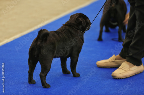 Cute funny pugdog with owner at show photo