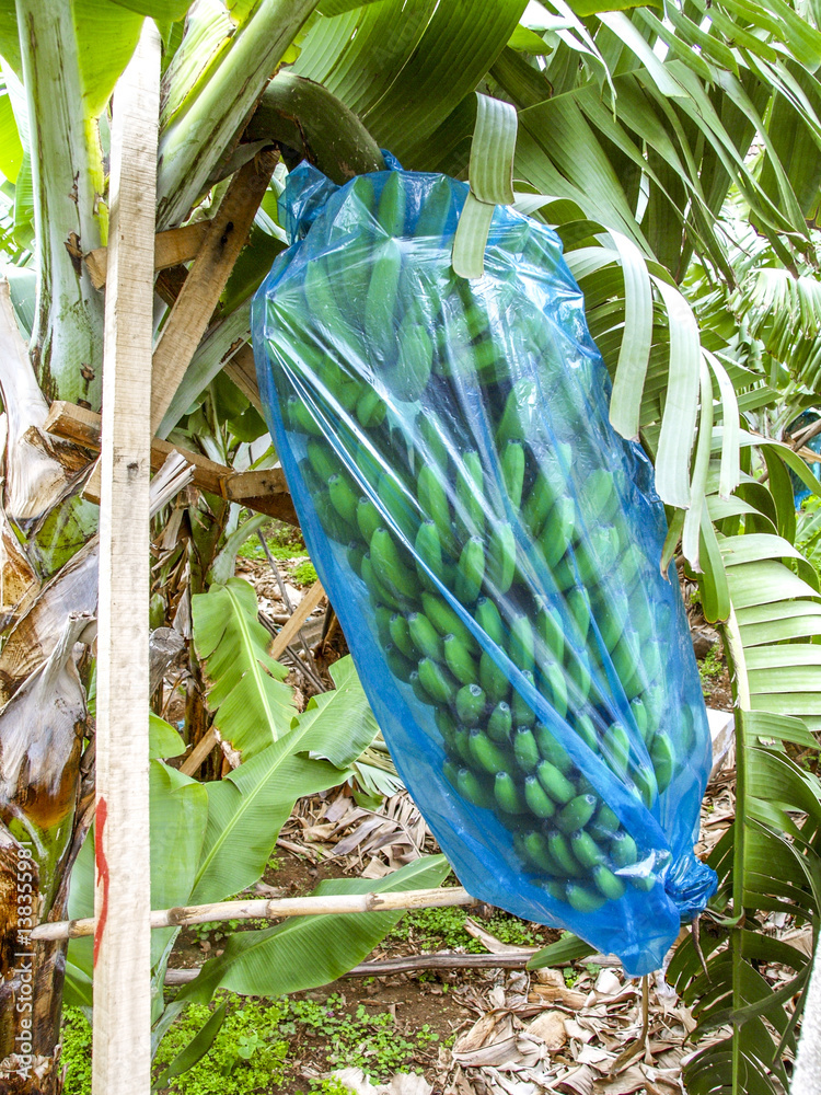 Banana plant, bananas, Portugal, Madeira, Funchal Stock Photo Adobe Stock