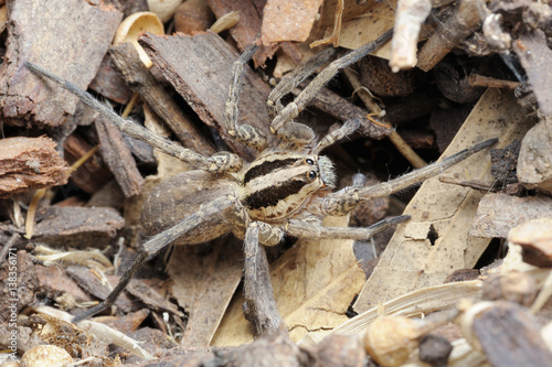 Closeup of the nature of Israel - spider on the ground