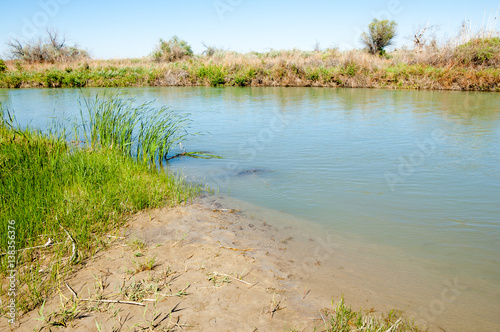 Steppe river reeds summer