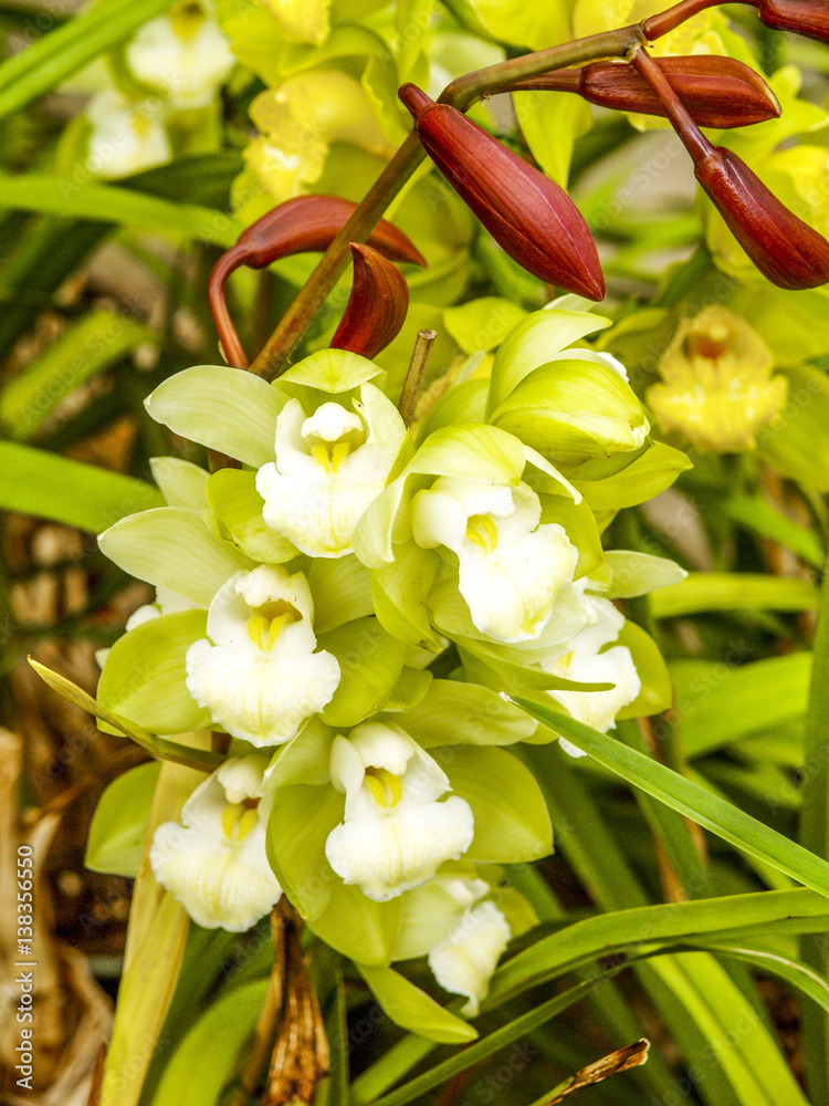Fototapeta premium Orchids garden, flowerage of Madeira, Portugal, Madeira, Funchal