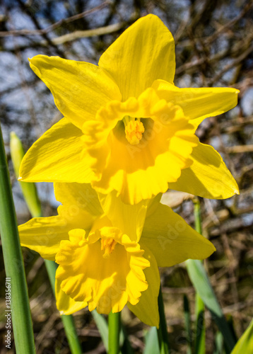 Daffodils