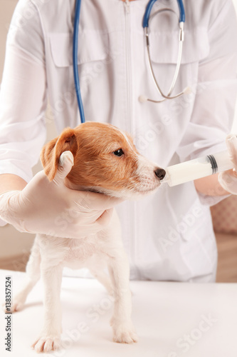 Fototapeta Naklejka Na Ścianę i Meble -  Veterinarian giving medicine to cute funny dog in clinic