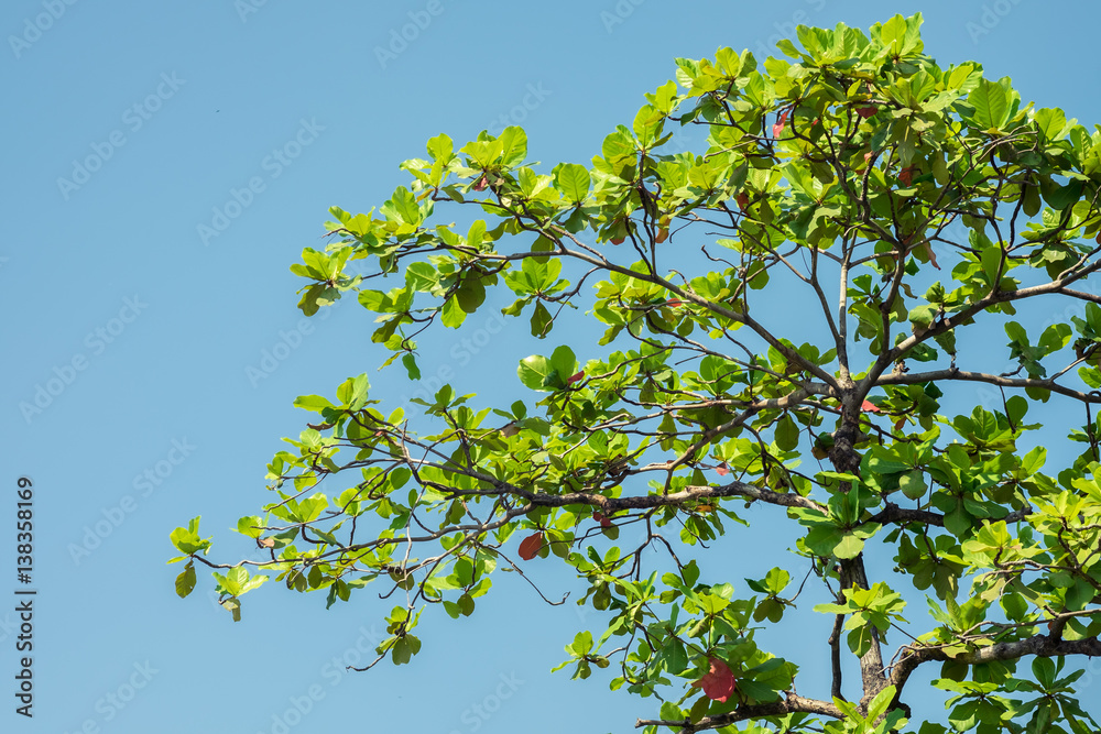 Fototapeta premium Tree close up in nature with blue sky background.