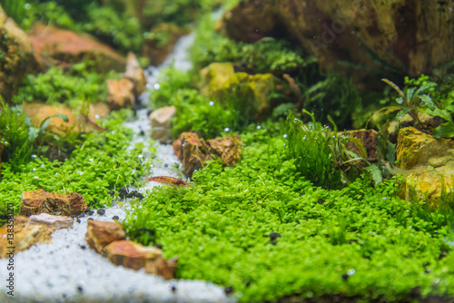  aquarium tank with a variety of aquatic plants.