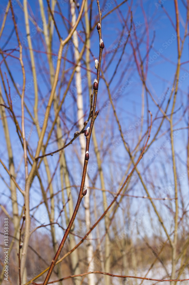 blooming willow against the blue sky blooming willow against the blue sky