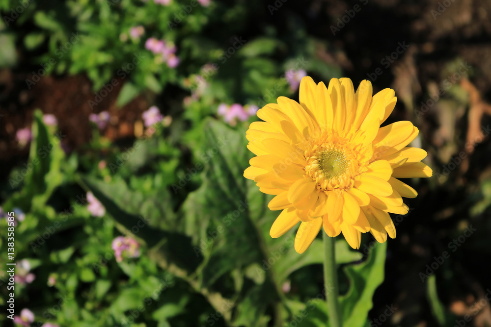 Yellow Gerbera Yellow Gerbera