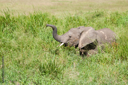 elephant in africa  Taxzania