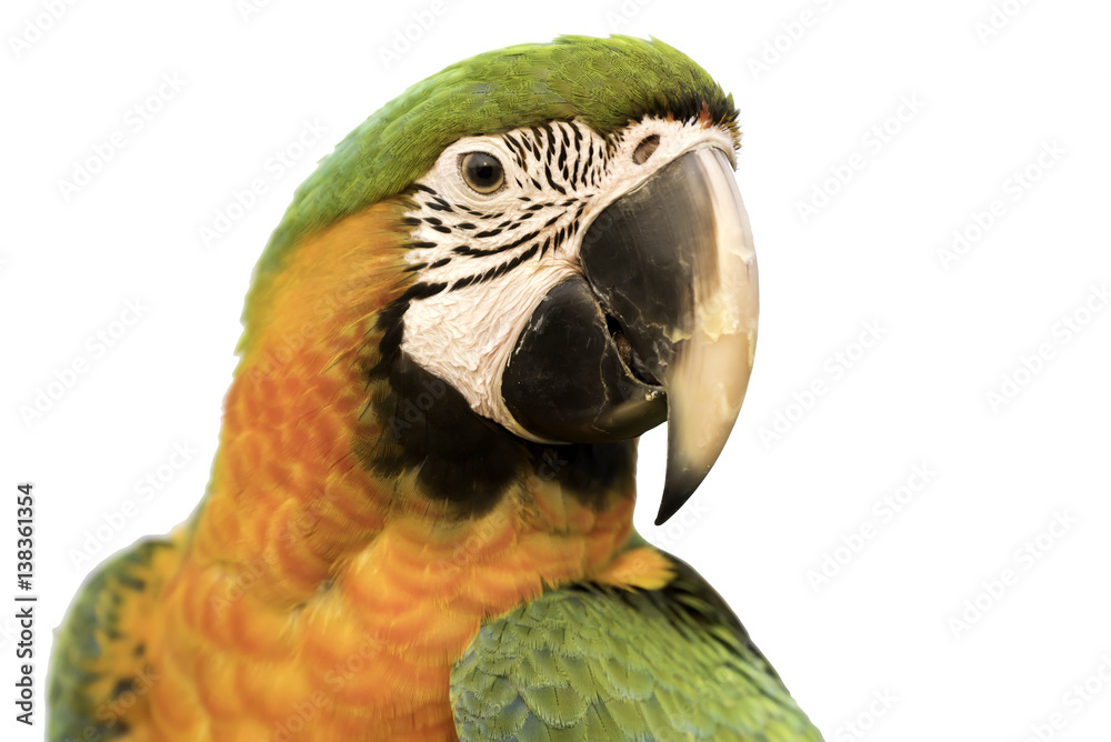 Obraz premium beautiful hybrid macaw headshot on isolated background