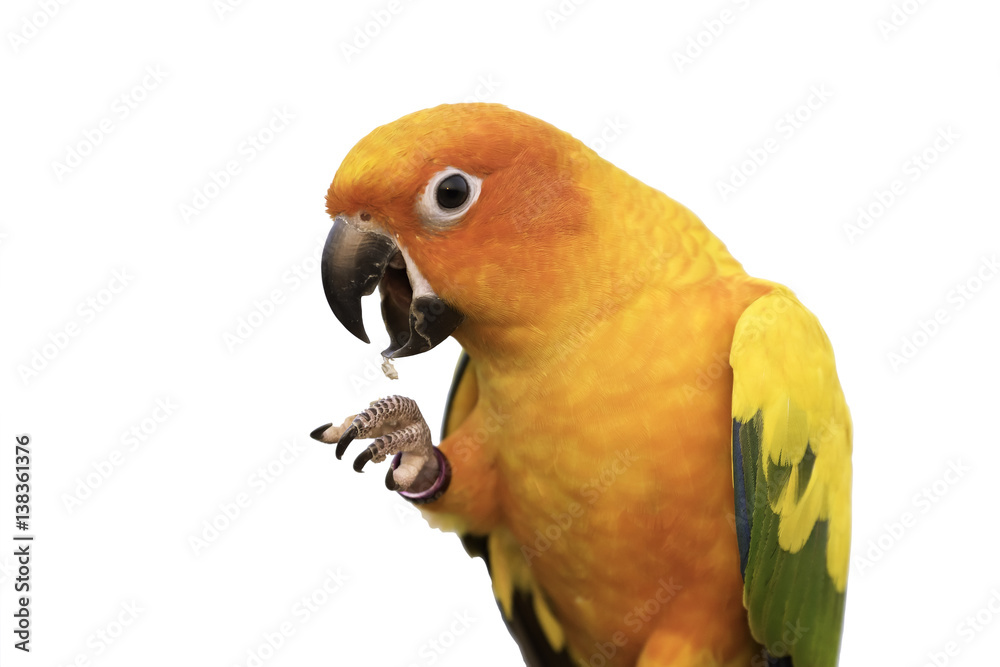 Obraz premium beautiful sun conure parrot show claw on isolated background