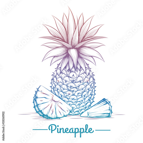 Colorful pineapple sketch isolated on white background. Vector illustration