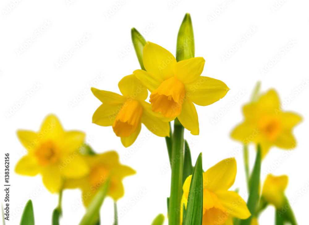 corolles de narcisses isolées sur fond blanc corolles de narcisses isolées sur fond blanc